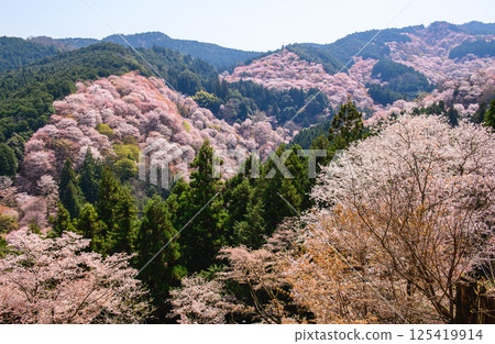 Yoshinoyama welcomes the refreshing spring weather at Hitome Senbon Yoshimizu Shrine, Nara Prefecture 125419914