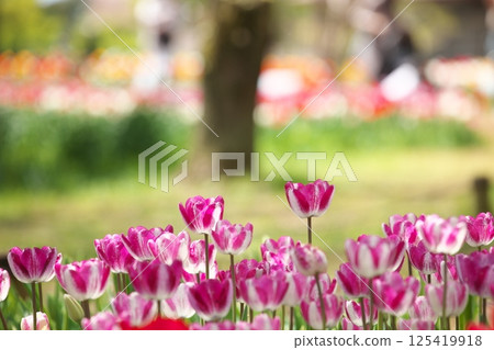 Tulip flowers blooming in the park 125419918