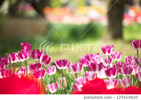 Tulip flowers blooming in the park 125419920