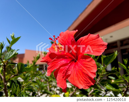 紅色芙蓉花盛開,背景是一棟建築 紅色芙蓉花盛開,背景是一棟建築 125420018