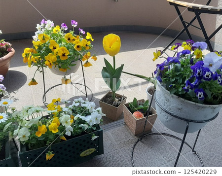 鬱金香，盆栽花卉，露台 125420229