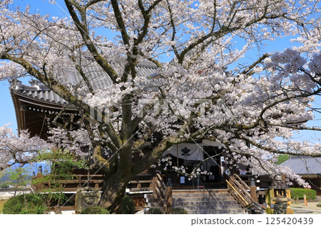 Cherry blossoms in full bloom at Tachibana-dera Temple in Asuka Village Cherry blossoms in full bloom at Tachibana-dera Temple in Asuka Village 125420439