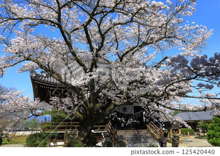 明日香村的橘寺櫻花盛開 明日香村的橘寺櫻花盛開 125420440