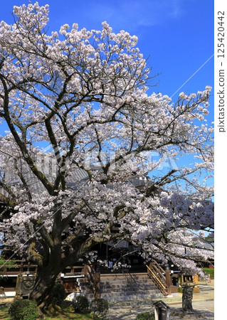 Cherry blossoms in full bloom at Tachibana-dera Temple in Asuka Village 125420442