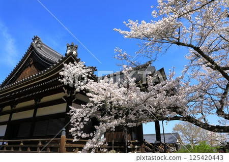 Cherry blossoms in full bloom at Tachibana-dera Temple in Asuka Village 125420443