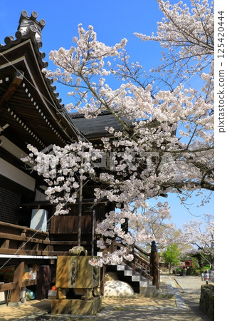 Cherry blossoms in full bloom at Tachibana-dera Temple in Asuka Village 125420444