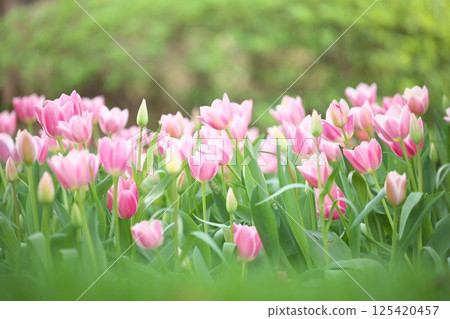 Pale pin-yellow tulips in full bloom in a spring flowerbed Pale pin-yellow tulips in full bloom in a spring flowerbed 125420457