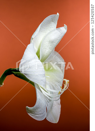 White Amaryllis Flower with Dew Drops on red Background 125420587