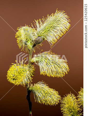 Vibrant Willow Catkins Blooming Against a brown Backdrop 125420615