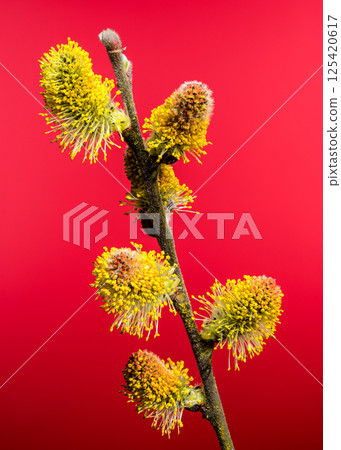 Vibrant Willow Catkins Blooming Against a red Backdrop Vibrant Willow Catkins Blooming Against a red Backdrop 125420617