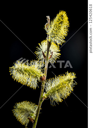 Willow Catkins in Bloom on Branch Against Dark Background Willow Catkins in Bloom on Branch Against Dark Background 125420618