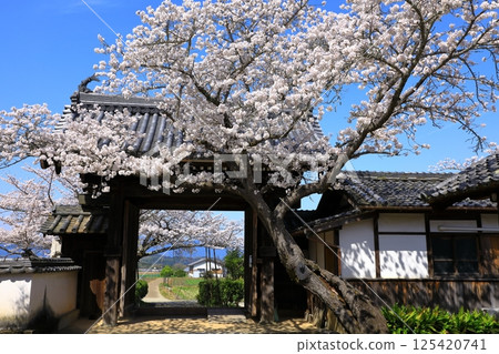 Cherry blossoms in full bloom at Tachibana-dera Temple in Asuka Village 125420741