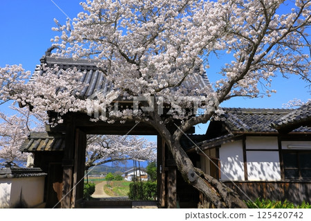 Cherry blossoms in full bloom at Tachibana-dera Temple in Asuka Village Cherry blossoms in full bloom at Tachibana-dera Temple in Asuka Village 125420742