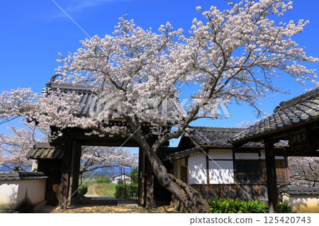 明日香村的橘寺櫻花盛開 125420743