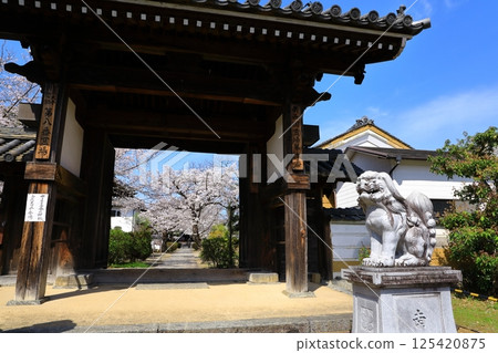明日香村的橘寺櫻花盛開 明日香村的橘寺櫻花盛開 125420875