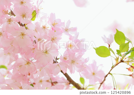 Close-up of pale pink Omoigawa cherry blossoms [White background] [Sky background] 125420896
