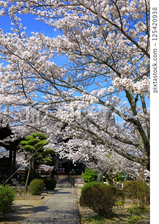 Cherry blossoms in full bloom at Tachibana-dera Temple in Asuka Village 125420938