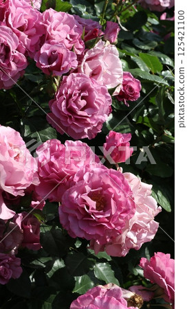 Count Fersen medium-sized rose 125421100
