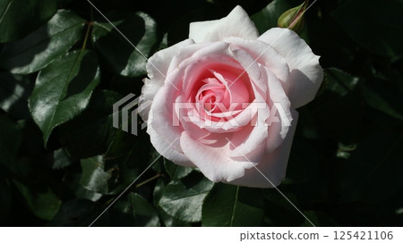 Pink medium sized rose 125421106