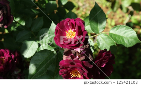 Deep red purple rose 125421108