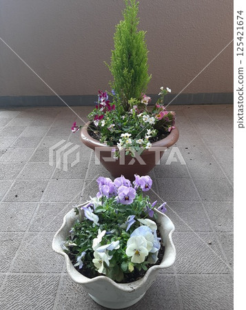 威爾瑪露台鮮花花卉植物 125421674