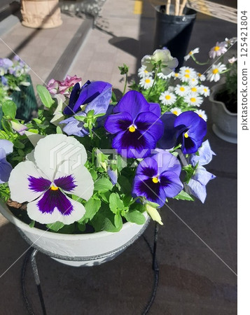 可愛的花,盆栽花,花 可愛的花,盆栽花,花 125421804