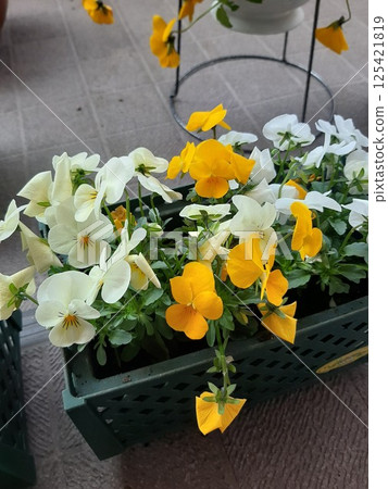 黃色的花 黃色的花 花 125421819