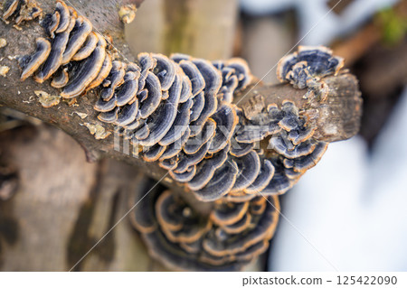 Cluster of Turkey Tail mushrooms growing on a decaying log. Concept of forest ecosystem, biodiversity, and natural decomposition process. 125422090