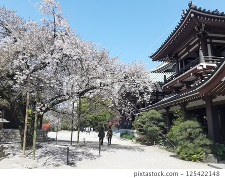 櫻花樹、櫻花、寺廟與櫻花、寺廟 125422148