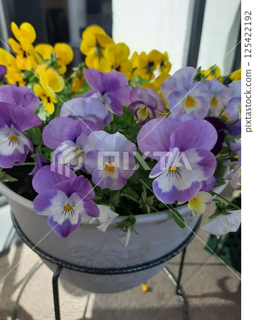 Purple flowers, pansies, potted flowers Purple flowers, pansies, potted flowers 125422192