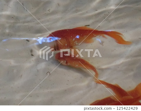金魚背景-1 125422429