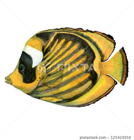 Bright yellow striped butterflyfish. Watercolor diagonal-lined butterflyfish with textures isolated on white background for marine design, snorkeling, diving, educational, books, art, craft, textile Bright yellow striped butterflyfish. Watercolor diagonal-lined butterflyfish with textures isolated on white background for marine design, snorkeling, diving, educational, books, art, craft, textile 125423038