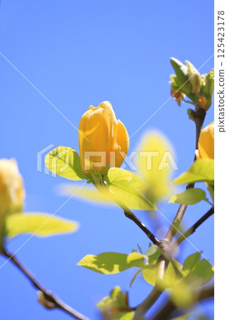 Yellow flower Magnolia flower 125423178