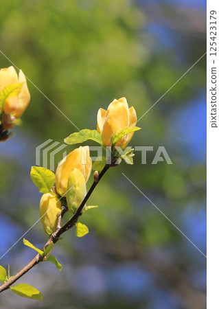 黃花玉蘭花 125423179