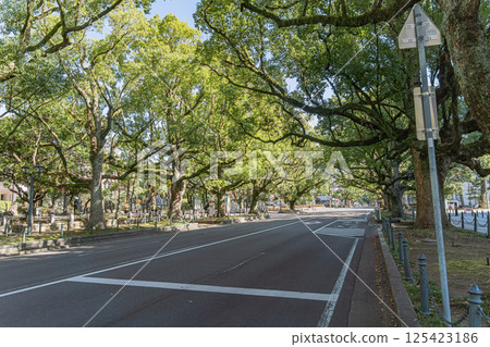 Miyazaki Prefectural Government Forefront Namiki Street 125423186