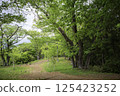 Mountain trail with fresh greenery 125423252