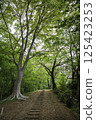Mountain trail with fresh greenery 125423253