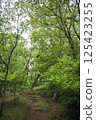 Mountain trail with fresh greenery 125423255