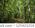 Mountain trail with fresh greenery 125423258