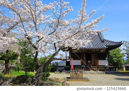明日香村的橘寺櫻花盛開 125423668