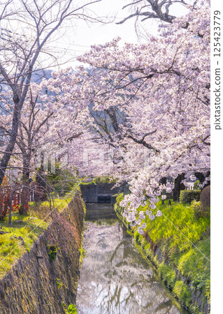 京都:白川運河(哲學之道)沿岸櫻花盛開 京都:白川運河(哲學之道)沿岸櫻花盛開 125423779