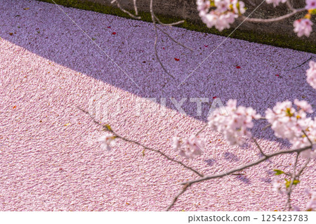 Flower rafts on the Philosopher's Path in Kyoto 125423783