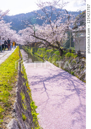 京都哲學之道上的花筏 京都哲學之道上的花筏 125423787
