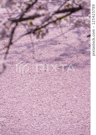 京都哲學之道上的花筏 125423789