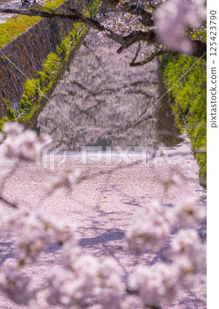 京都哲學之道上的花筏 125423790