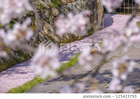 京都哲學之道上的花筏 125423793