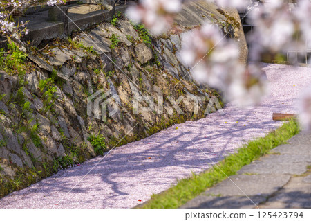 京都哲學之道上的花筏 京都哲學之道上的花筏 125423794