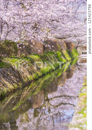 京都哲學之道上的花筏 125423798