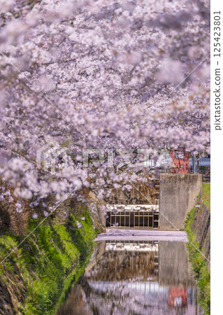 京都哲學之道上的花筏 125423801