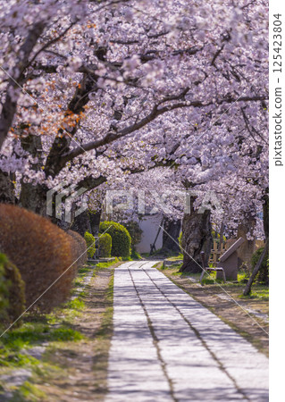 京都:櫻花盛開的哲學之道 京都:櫻花盛開的哲學之道 125423804